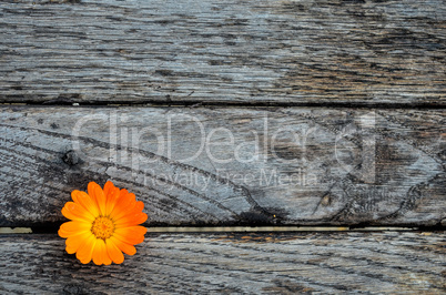 marigold on wooden table