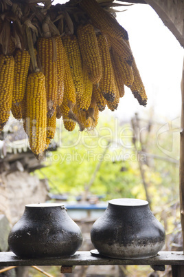 rural scene with dried corn
