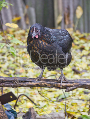 black hen