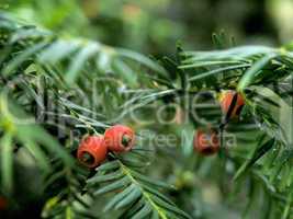 yew berries