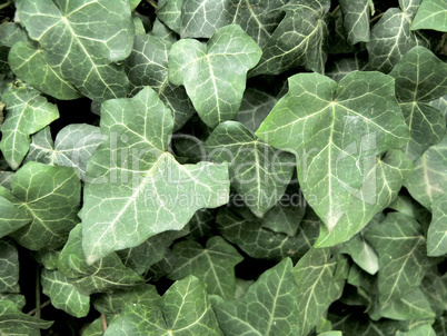 ivy background