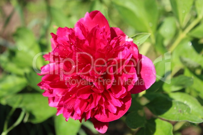 pink flower of peony