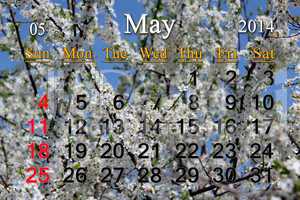 calendar for may of 2014 year with branch of blossoming cherry