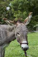 head of single brown donkey outdoors