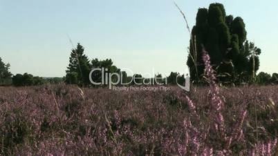 Heideblumen Lüneburger Heide