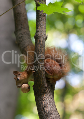 red squirrel on tree with walnut in mouth, looking down