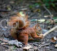 red squirrel with walnut in autumn forest