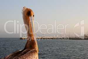 california pelican