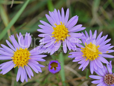 Strand-Aster (Tripolium pannonicum)