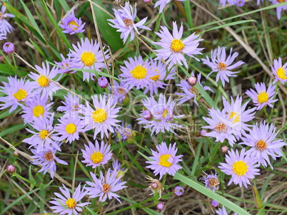 Strand-Aster (Tripolium pannonicum)