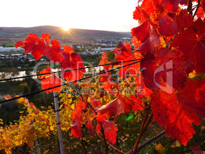 Herbstliches Weinlaub