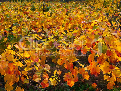 weinlaub im herbst