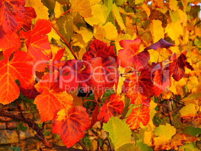 weinlaub im herbst