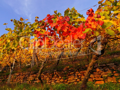 weinlaub im herbst