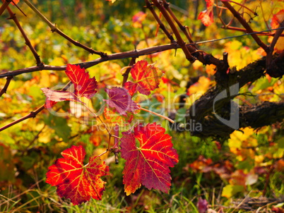 weinlaub im herbst