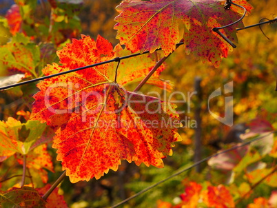 weinlaub im herbst