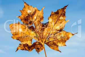 blatt im herbst