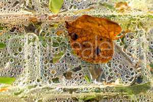 blatt mit wassertropfen