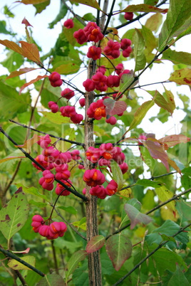 spindle tree (euonymus europaeus)