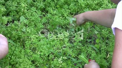 female hand picking parsley outdoors