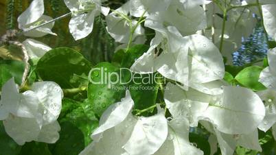 white flower bougainvillea