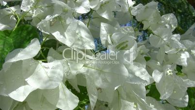 White Flower Bougainvillea