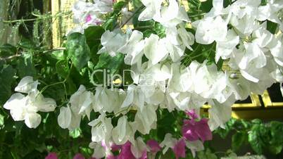 White Flower Bougainvillea