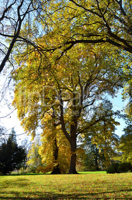 tulpenbaum im herbst buntes laub