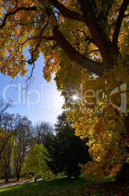 tulpenbaum im herbst buntes laub