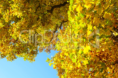 tulpenbaum im herbst buntes laub