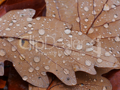 eichenblatt mit wassertropfen