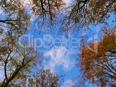 laubwald im herbst