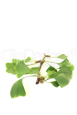 frischer grüner ginkgo