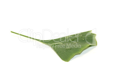 blatt ginkgo mit wassertropfen