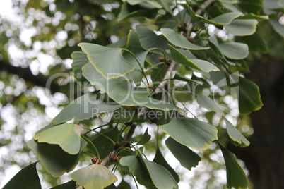 grüner ginkgozweig