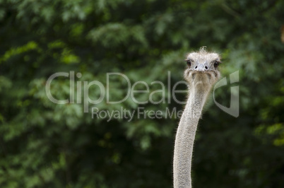 closeup of an ostrich, struthio camelus