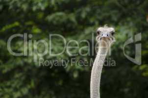 closeup of an ostrich, struthio camelus