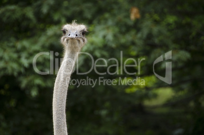 closeup of an ostrich, struthio camelus