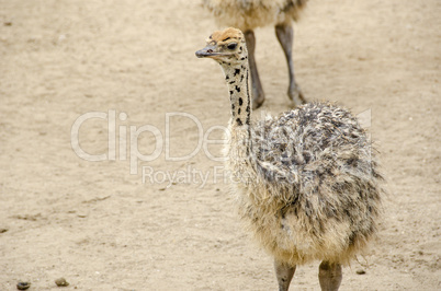 small cute baby ostrich