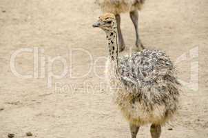 small cute baby ostrich