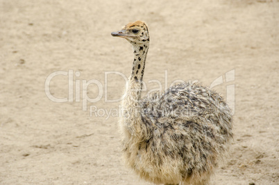 small cute baby ostrich