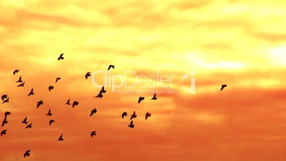 Flying Birds In Golden Fantasy Sky