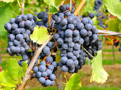 Rotwein im Weinberg