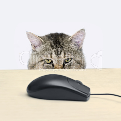 cat hunts a computer mouse