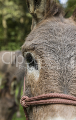 detail of donkey outdoors