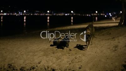 Three stray dogs in the beach by night