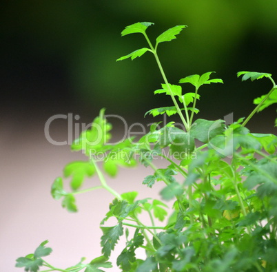 Plant of fresh parsley