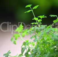 Plant of fresh parsley