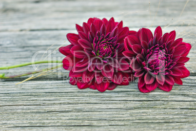 red dahlia