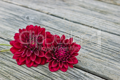 red dahlia